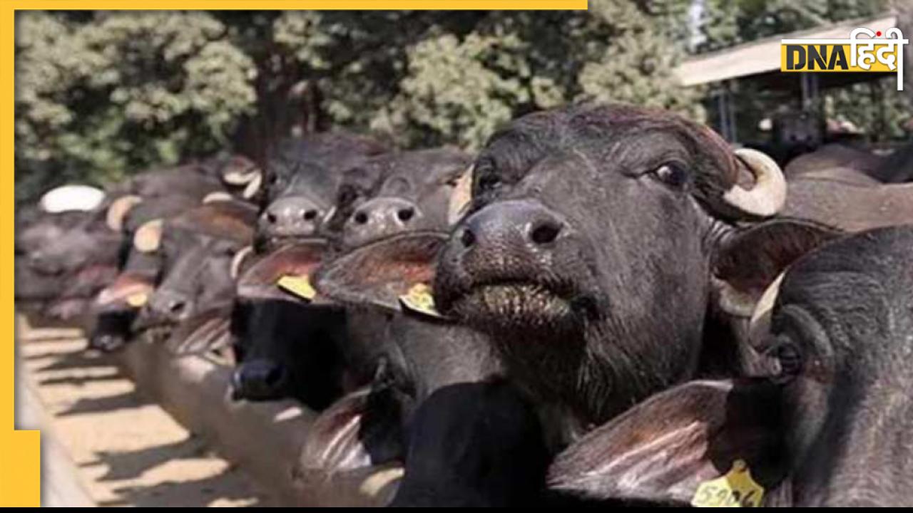 Mahiseshwar Temple: एक अनोखा मंदिर, जहां सदियों से होती आ रही भैंसे की पूजा, लोग बनवाते हैं मूर्ति