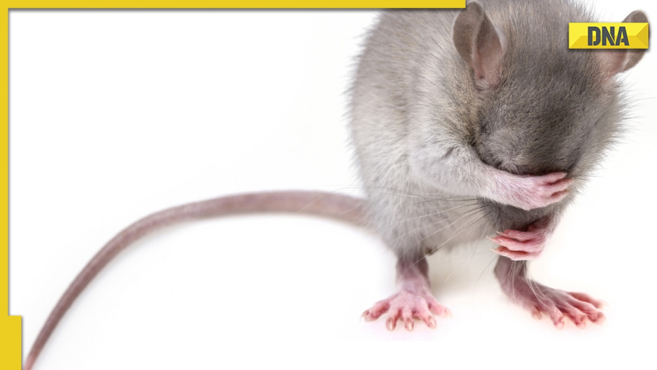 Rats ate over 500 kg confiscated marijuana, says Mathura Police; court