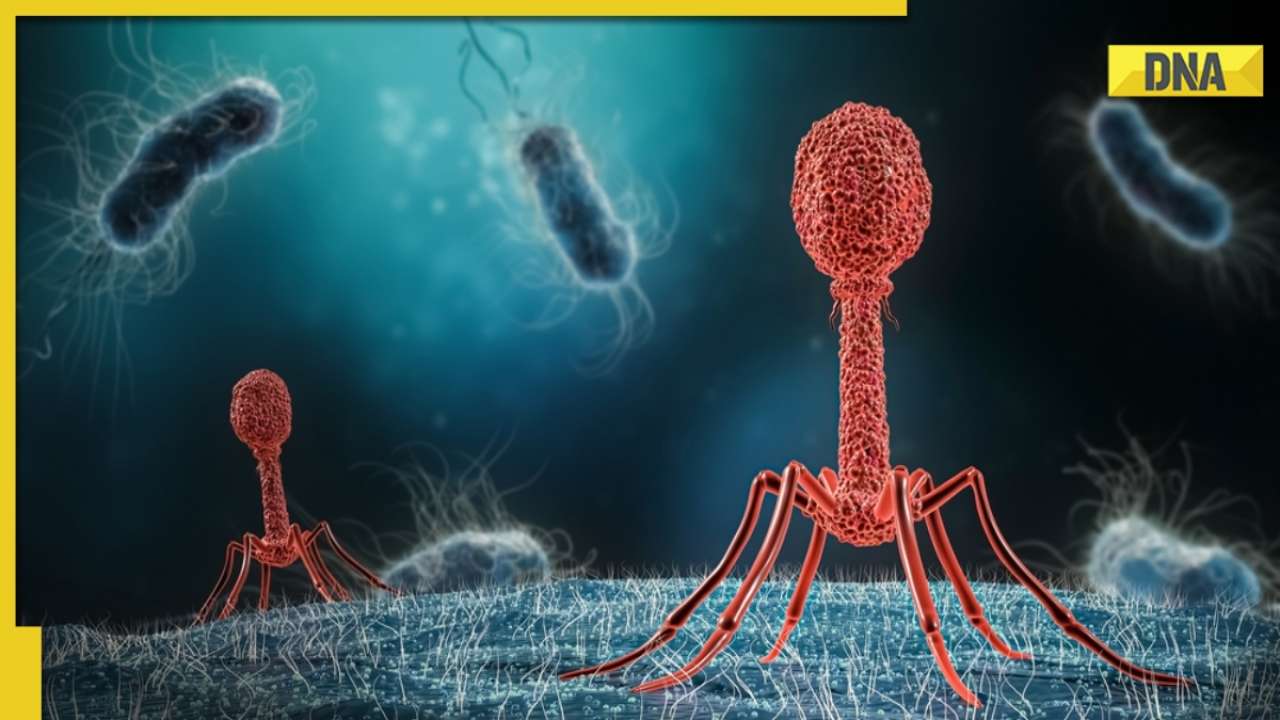 DNA Special: How bacterial infections are causing more deaths in India than COVID-19?