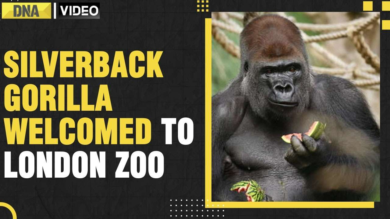 London Zoo welcomes new gorilla 'Kiburi' from silverback family ...