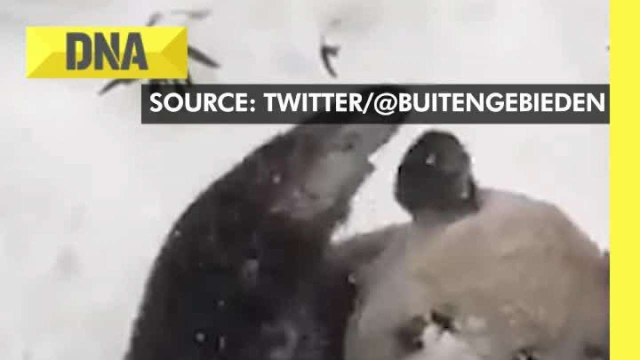 Panda enjoys and plays in rain, video goes viral with over 30 million views