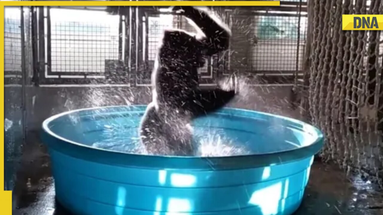 Happy gorilla dances in tub, viral video is too cute to handle