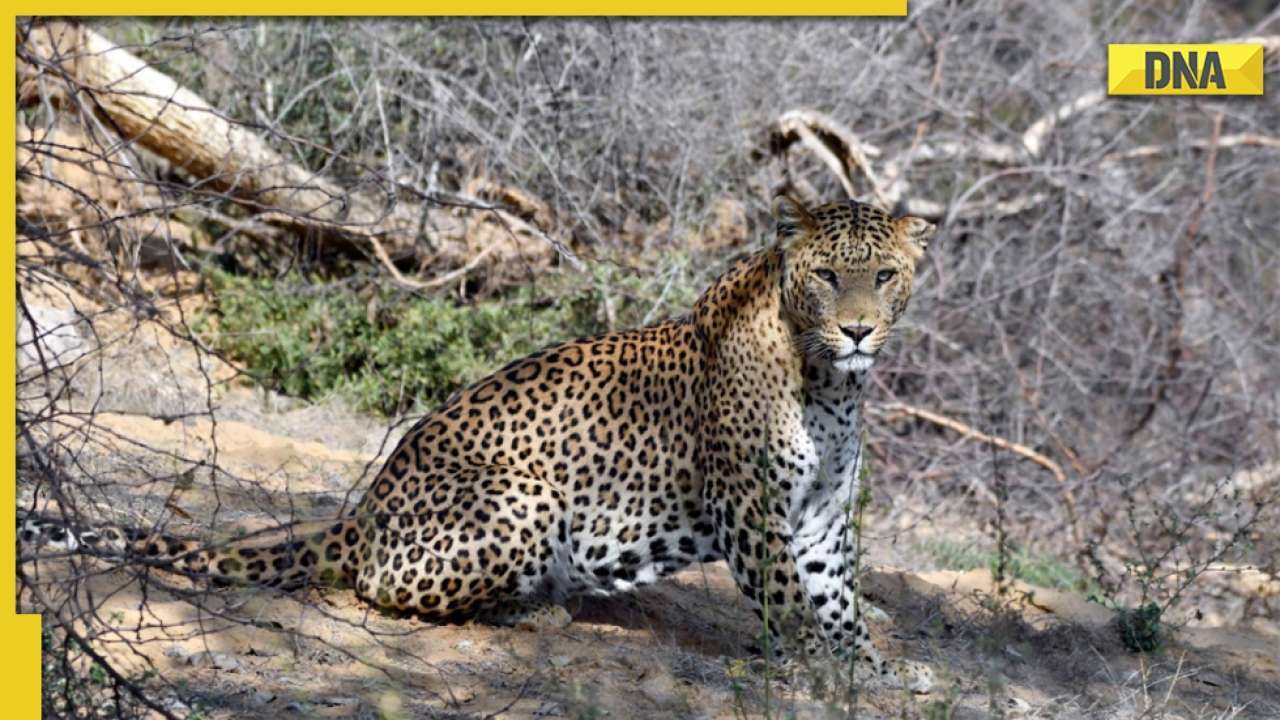 Karnataka: Bengaluru on high alert as 4 leopards spotted in multiple areas