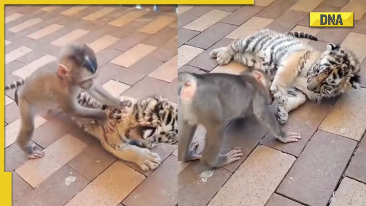 Baby monkey plays with tiger cub in adorable viral video, netizens say  'badda hone do isse fir khelna'