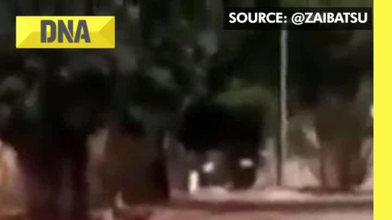 Viral Video: Weird maned wolf spotted on street, netizens in shock