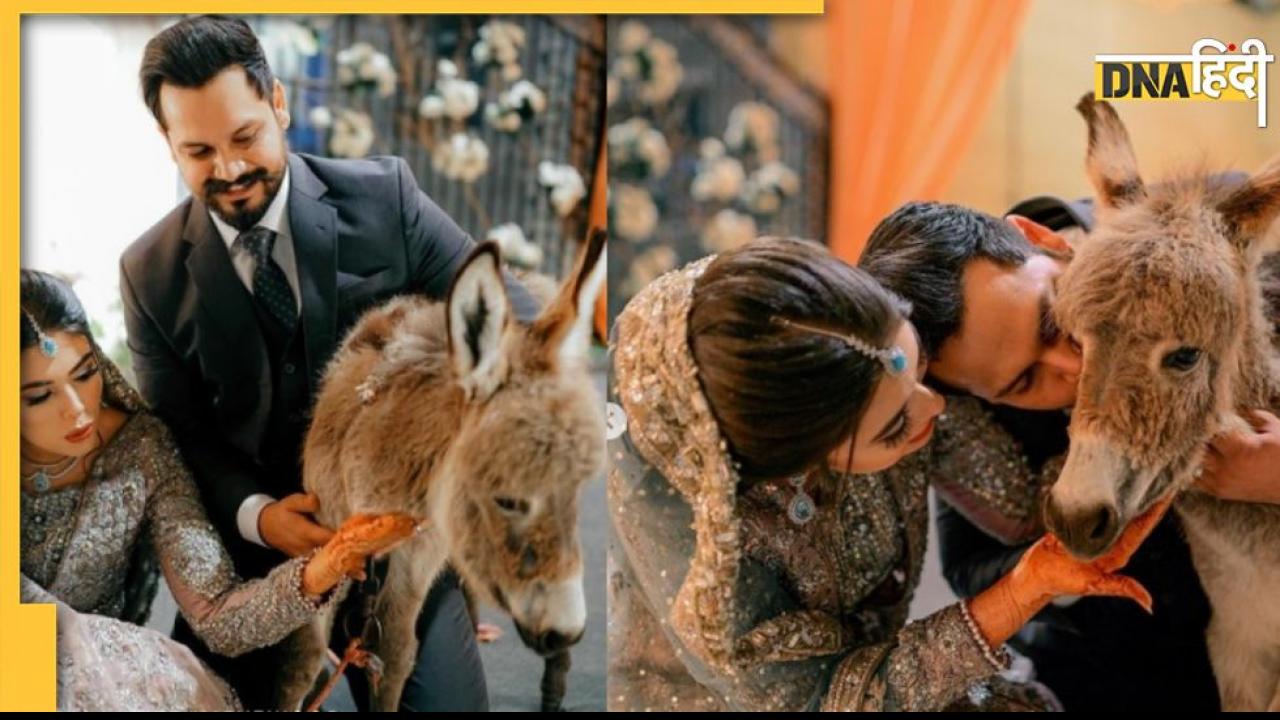Pakistan में दुल्हन को गिफ्ट में मिला गधे का बच्चा, Instagram पर वायरल वीडियो