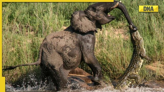Hathi se panga nahi! Crocodile grabs elephant's trunk, shocking viral video  shows what happened next