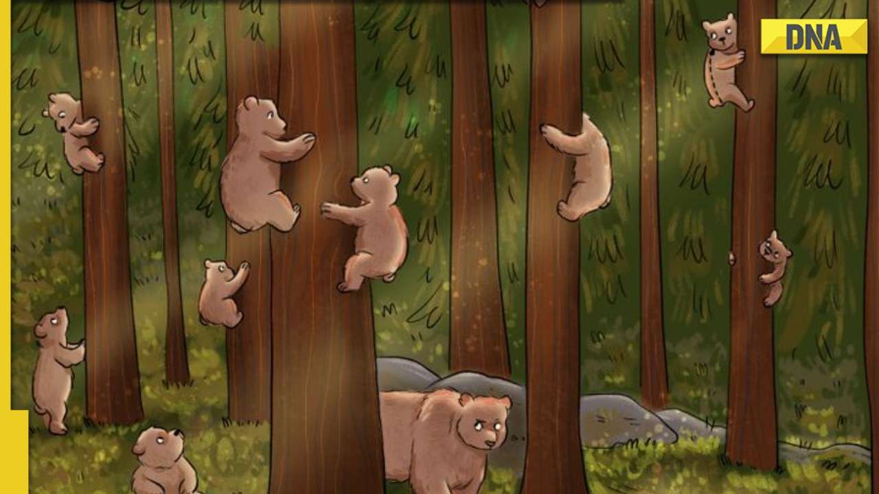 Optical Illusion: Can you find the koala hidden among the bears