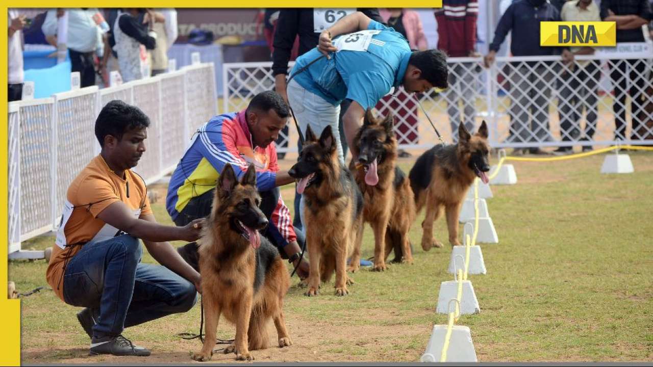 Orissa National level dog show held in Bhubaneswar for pet lovers