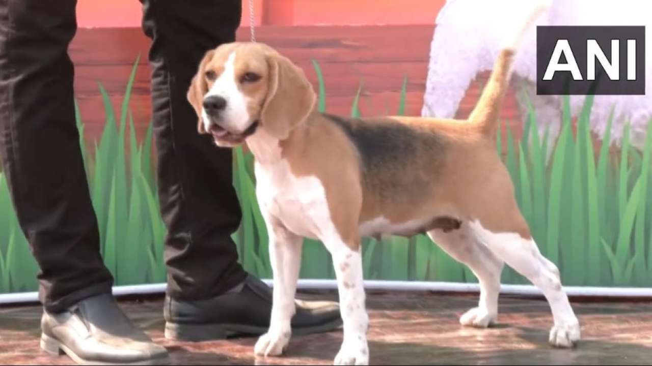 Orissa National level dog show held in Bhubaneswar for pet lovers