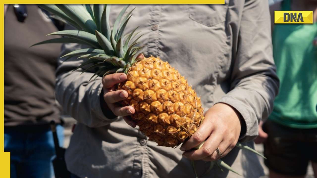 This is the world's most expensive pineapple which costs Rs 1 lakh