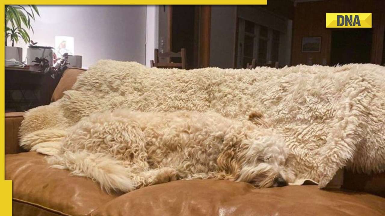 Cuu Net - Optical Illusion: Spot the dog hidden in THIS pic within 5 seconds