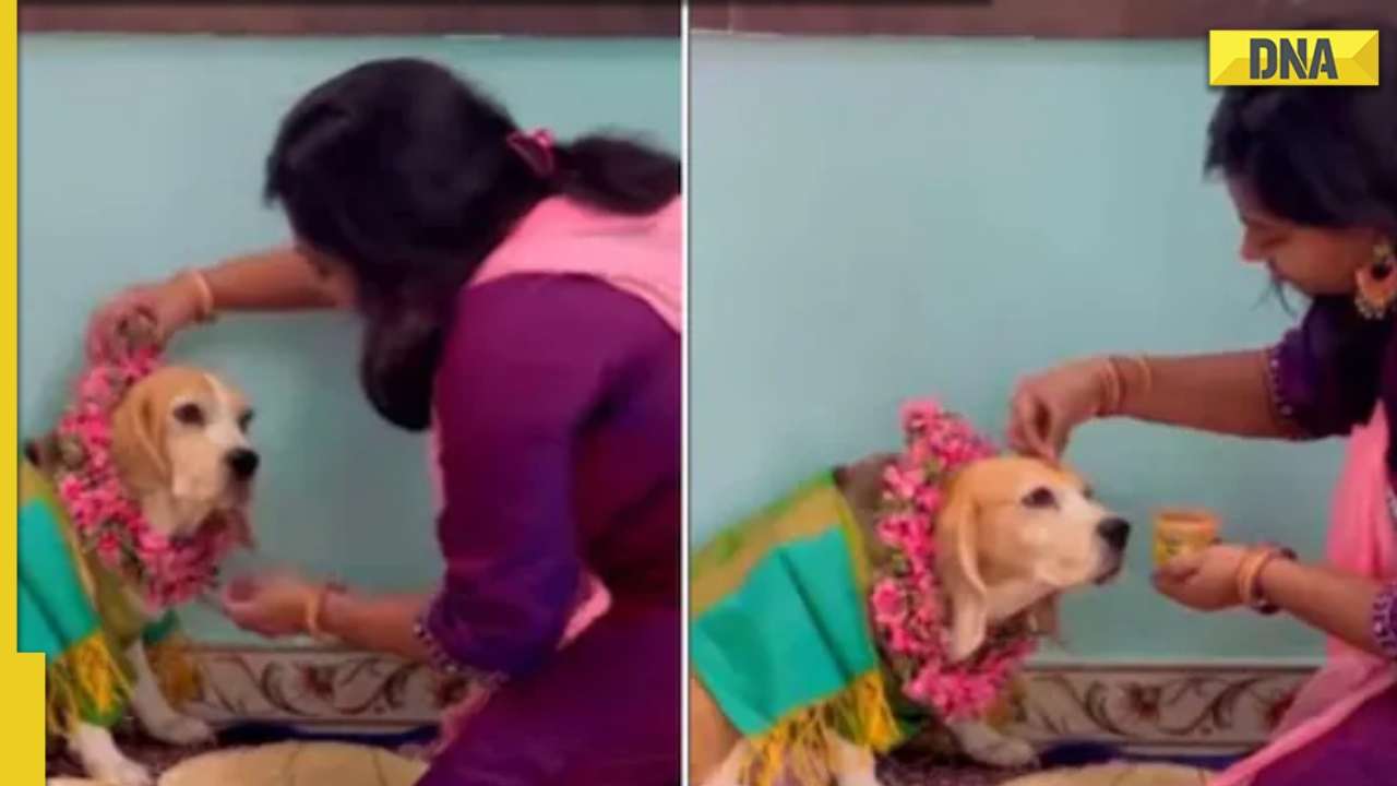 Woman throws baby shower for pet dog in viral video, leaves internet  emotional