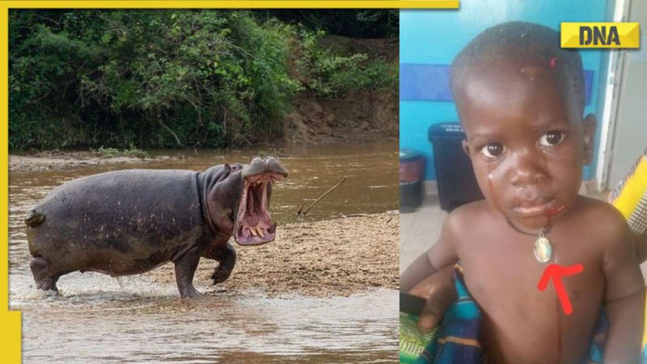 Hippopotamus swallows '2yearold boy' in shocking attack, know what