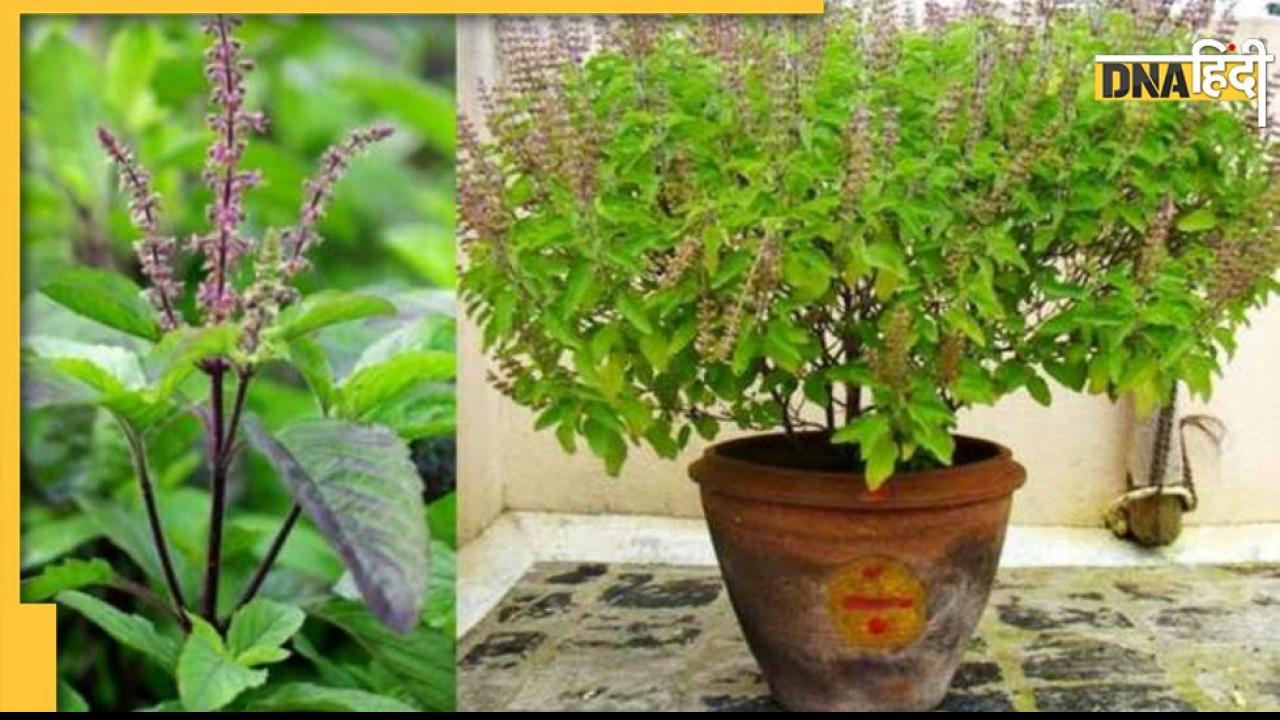 Tulsi Plant: तुलसी के पत्तों से मिलता है ये शुभ-अशुभ संकेत, इस ग्रह से होता है संबंध