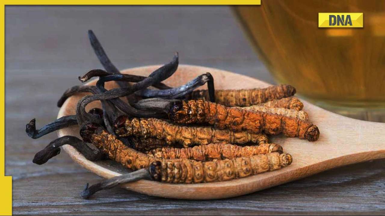 ‘Keeda Jadi’: Why China wants rare 'Himalayan Gold' herb from India? Know its medicinal value, shocking cost