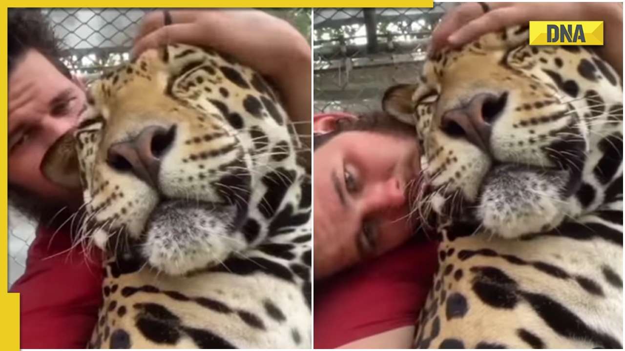 Man pampers sleepy jaguar, viral video wins hearts