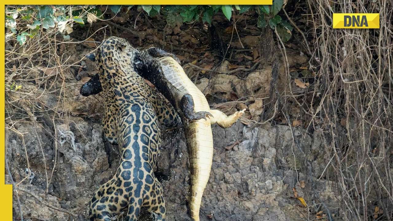 jaguar hunting crocodile