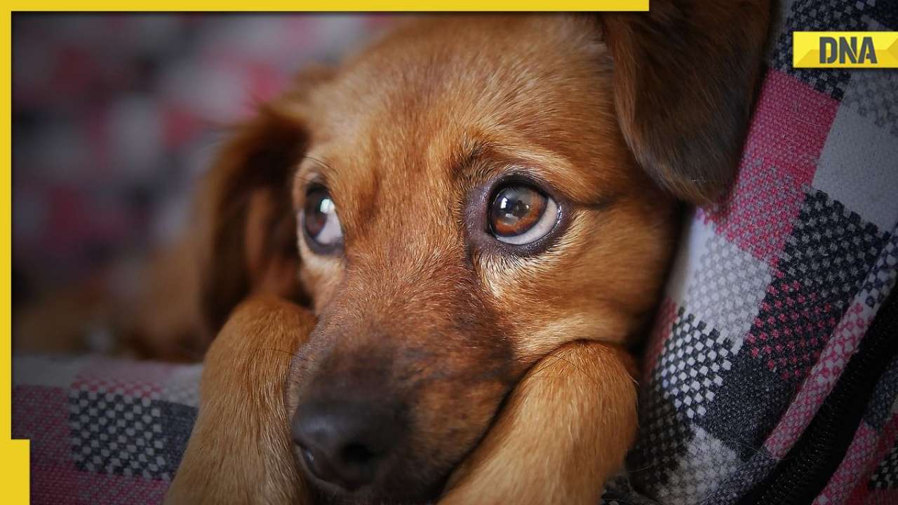 Two puppies found hanging from tree in Delhi's Dwarka; what's the punishment for hurting dogs in India?