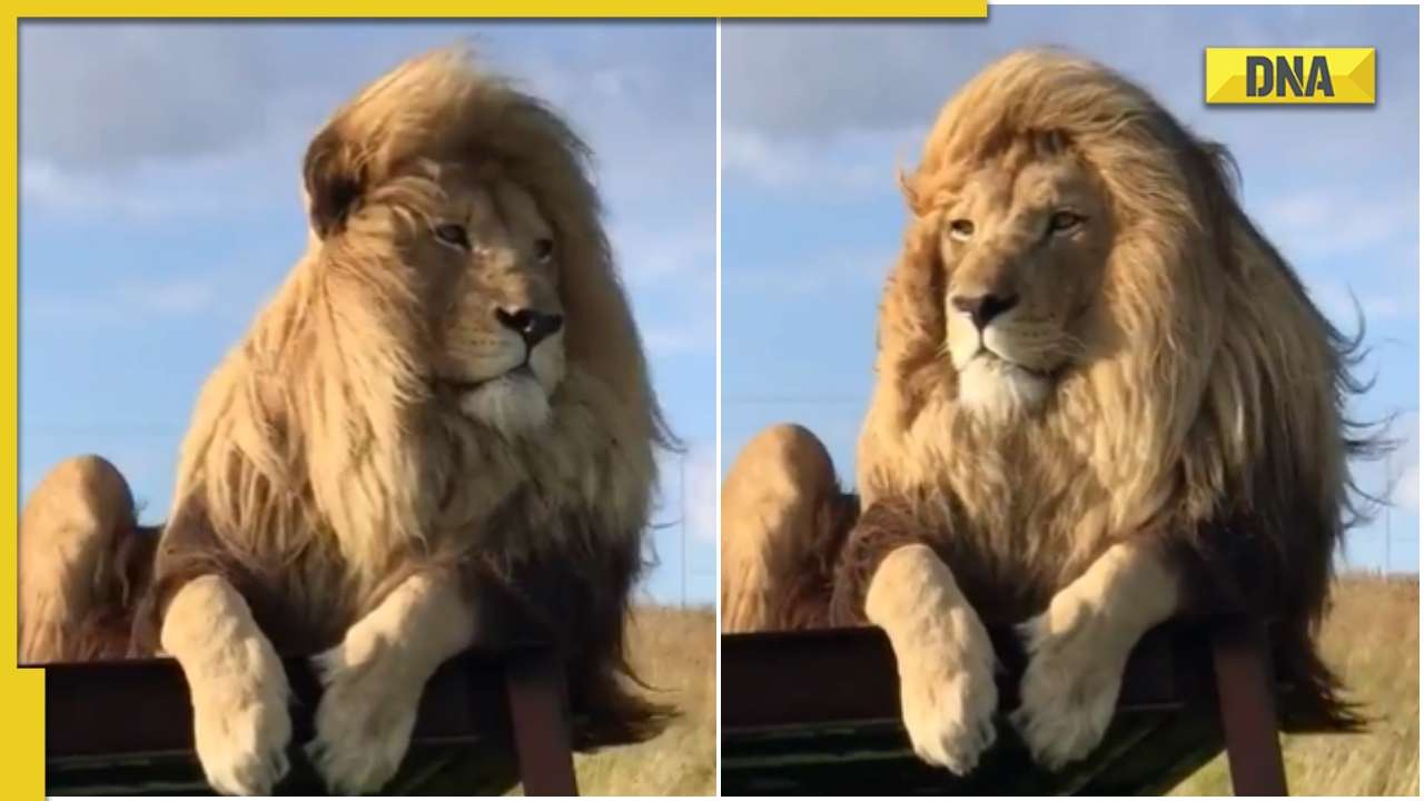 Giant lion flaunts its silky hair in viral video, netizens ask 'konsa  shampoo lagate ho'