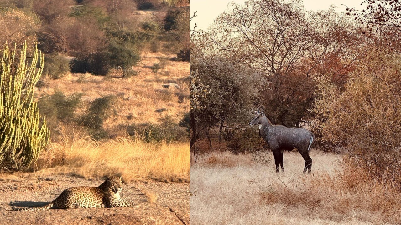 Vicky Kaushal Katrina Kaif Jungle safari