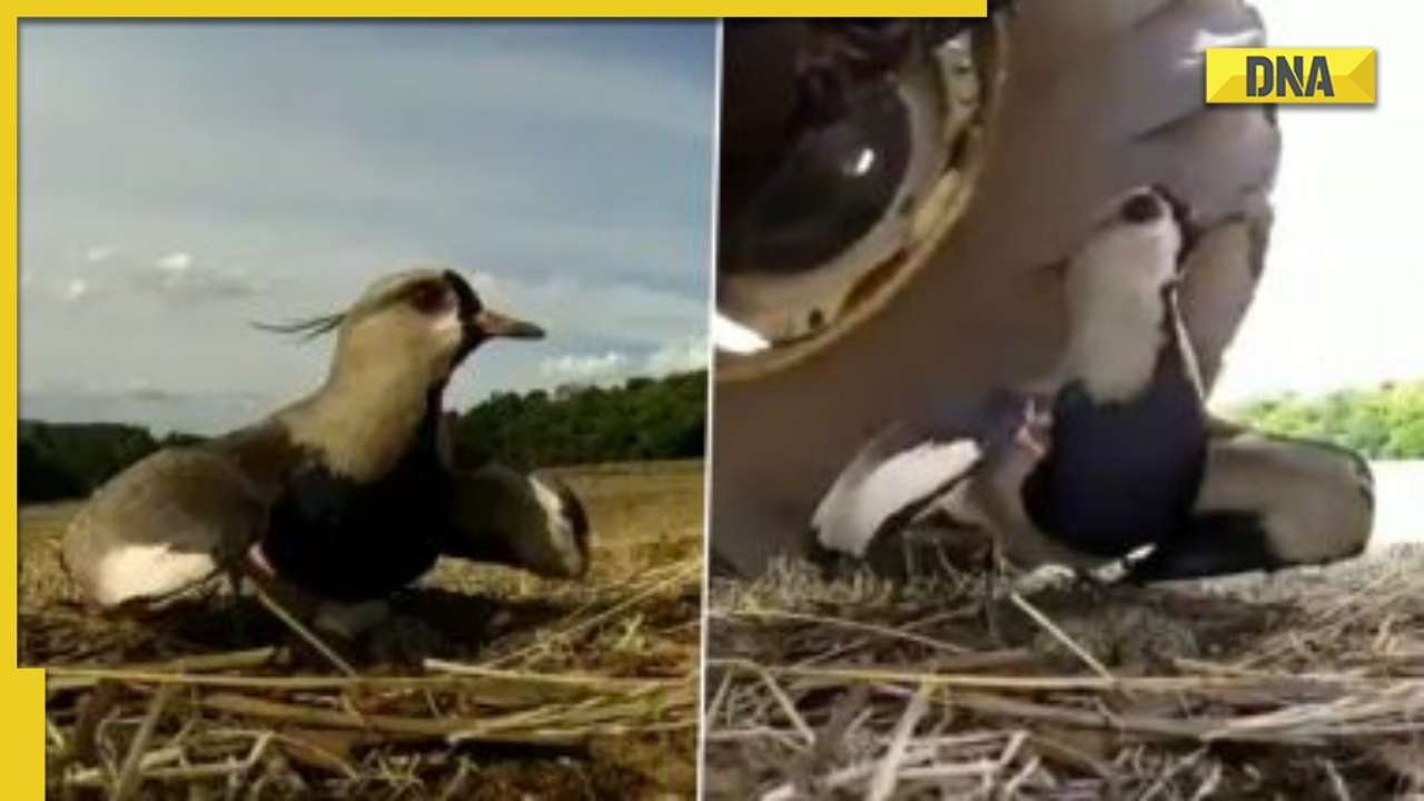 Mother Bird Protects Her Eggs From Moving Tractor Old Video Leaves