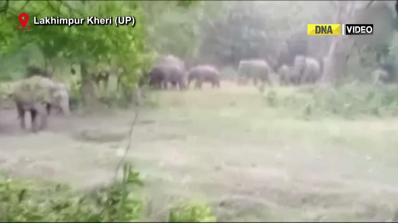 UP: Terai Elephant Reserve established in Lakhimpur Kheri 