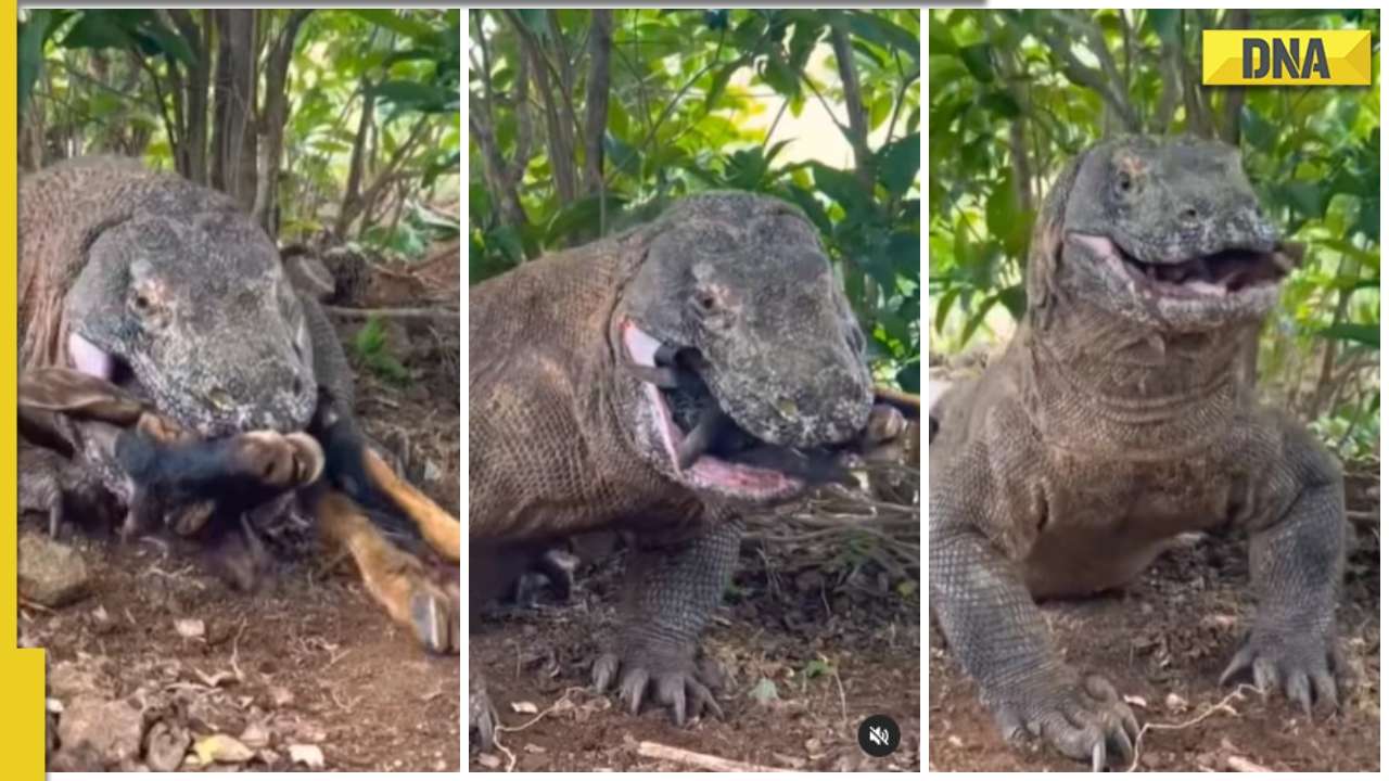 Komodo Dragon Swallows An Entire Goat Within Seconds Spine Chilling Video Goes Viral 