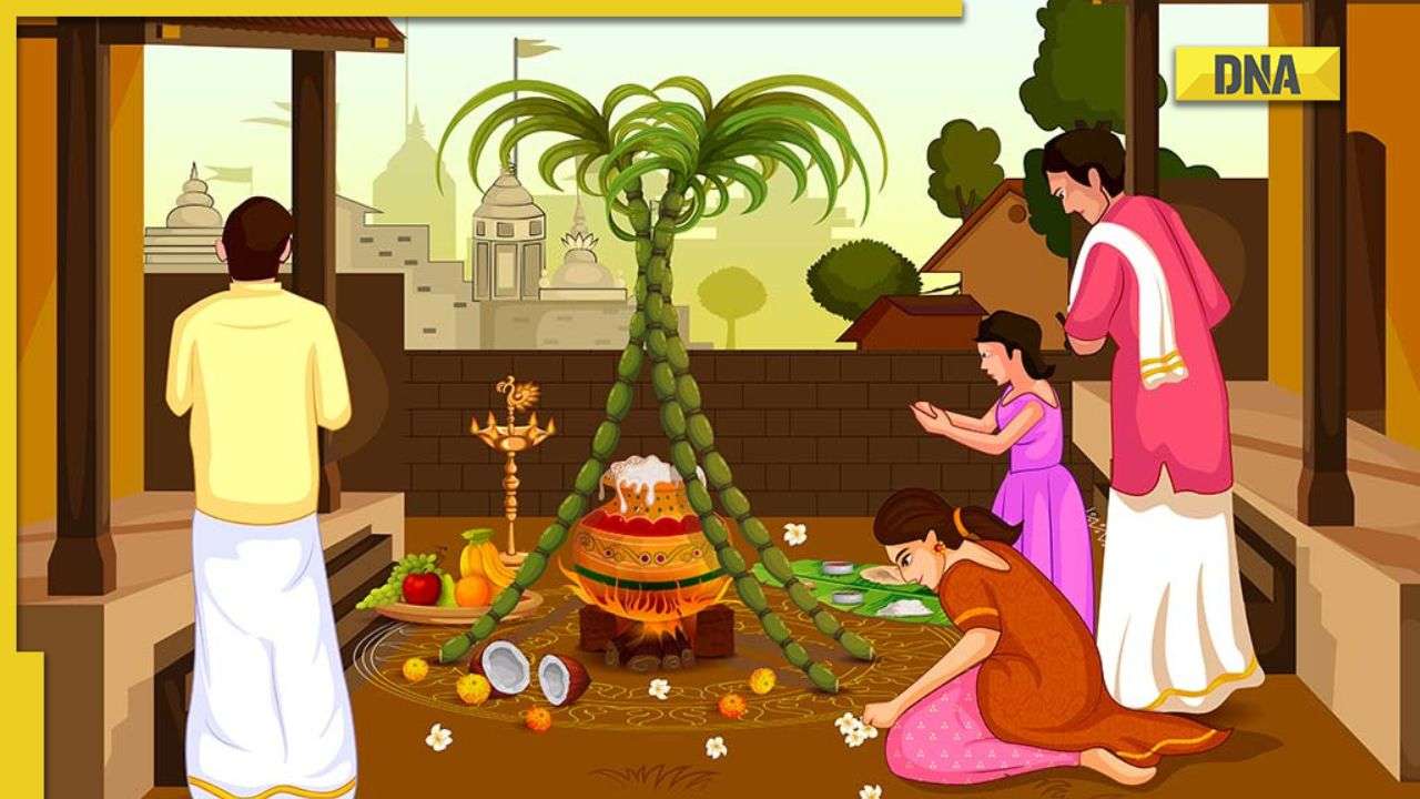 Pongal 2023: How is Pongal celebrated? Know the significance of ...