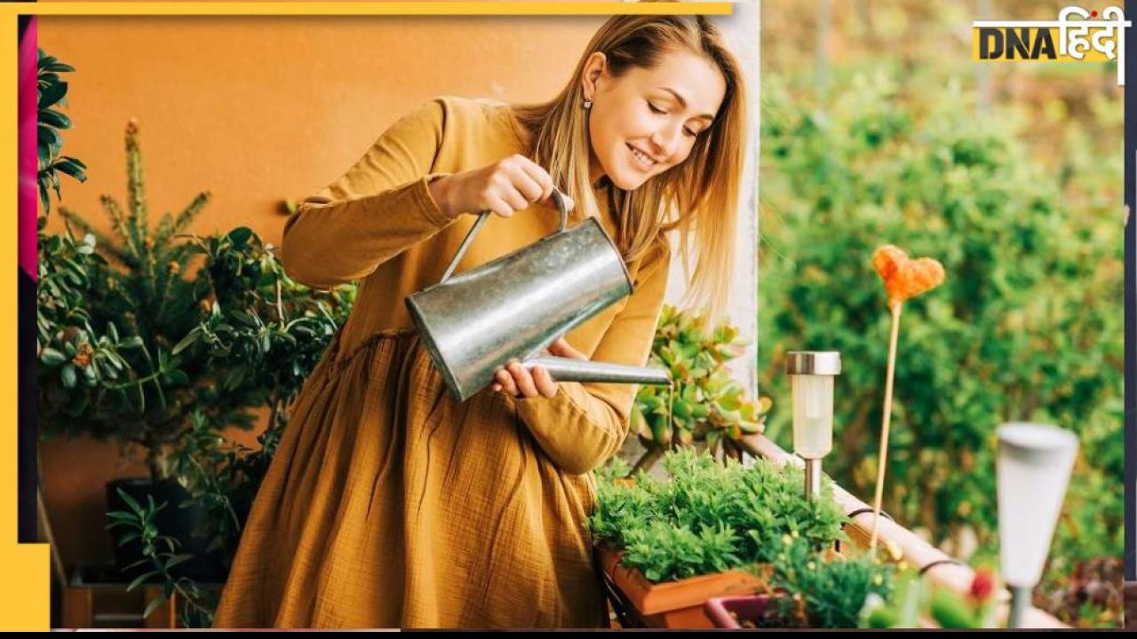 Gardening Tips: सर्दियों में प्लांट्स को लग गया है पाला? मुरझाए पौधों को 2 दिन हराभरा बना देंगे ये टिप्स
