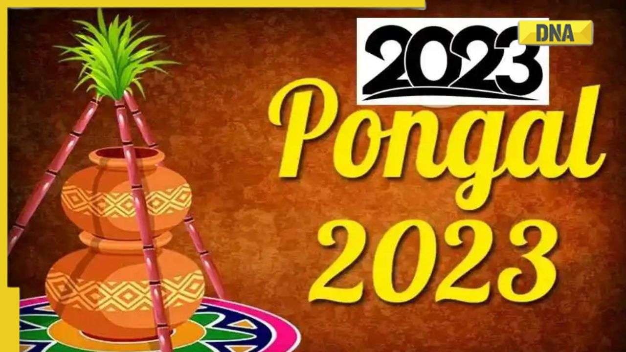 Pongal 2023: All you need to know about the four-day harvest festival