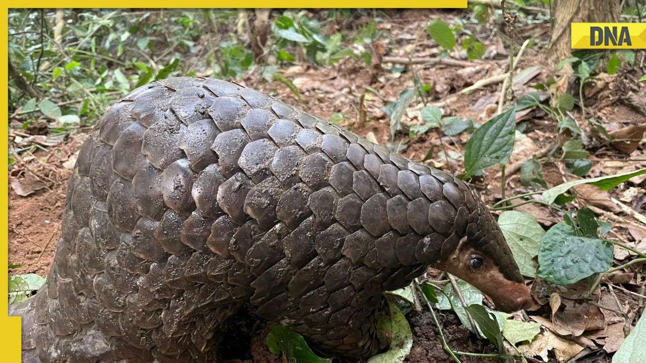 Viral: IFS officer shares pic of 'second most trafficked mammal on ...