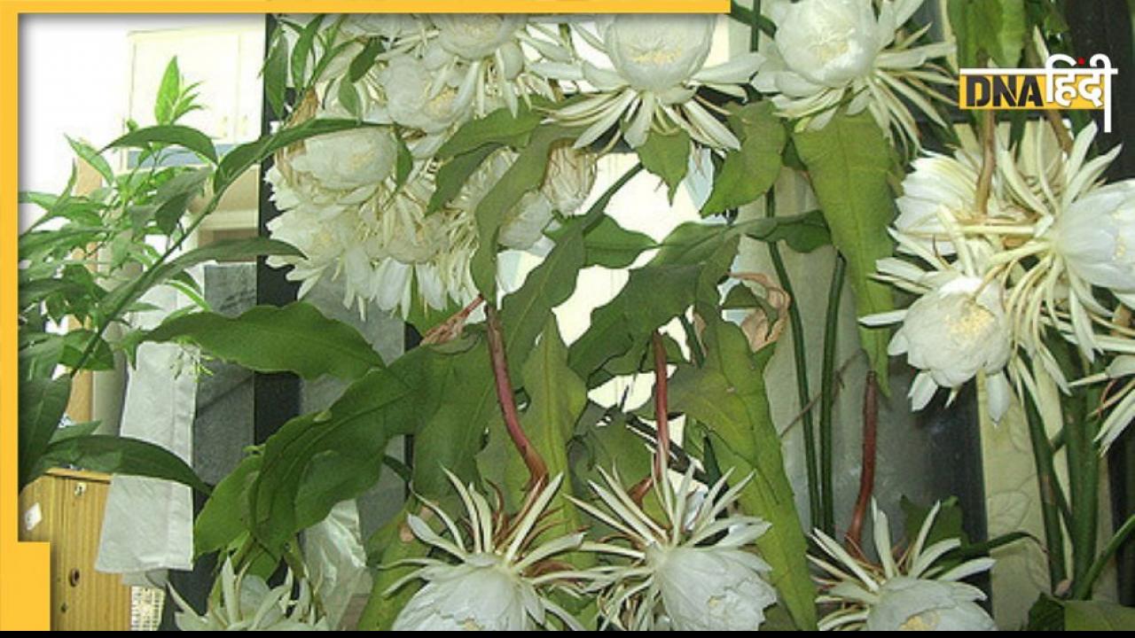 Lucky Flower: इस फूल को देखने भर से चमक उठेगी किस्मत, साल में बस एक बार ही खिलता है ये दुर्लभ पुष्प