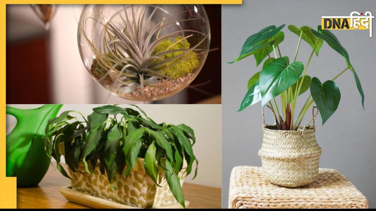 Gardening Tips: मिट्टी के बिना ही उगाए जा सकते हैं ये प्लांट्स, बढ़ा देंगे घर की खूबसूरती