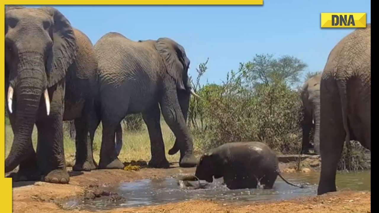 Viral video Baby elephant enjoys bath in a pond, can't help but go aww