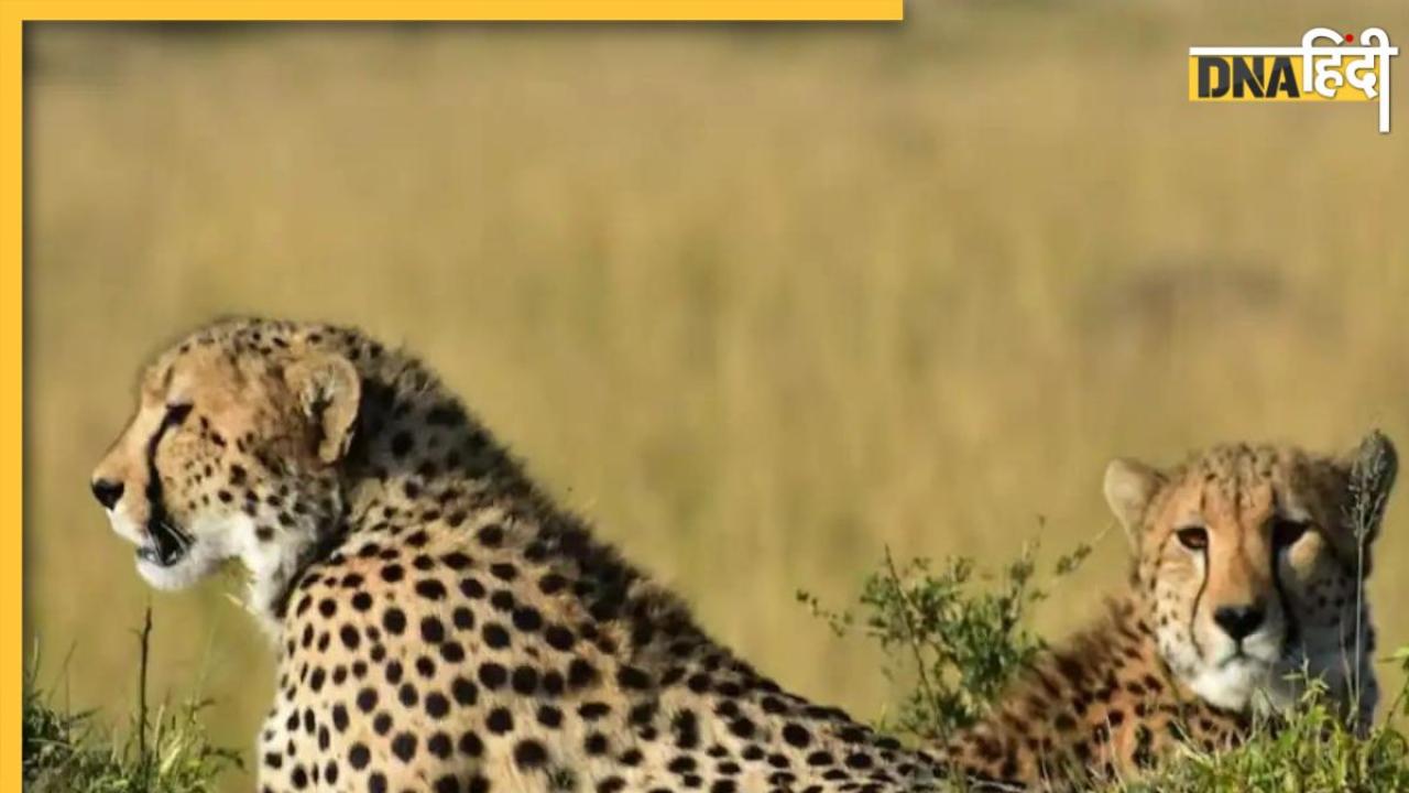 Cheetah Died: कूनो नेशनल पार्क में एक और चीते की मौत, अब सूरज ने तोड़ा दम, 4 महीने में 8 की गई जान