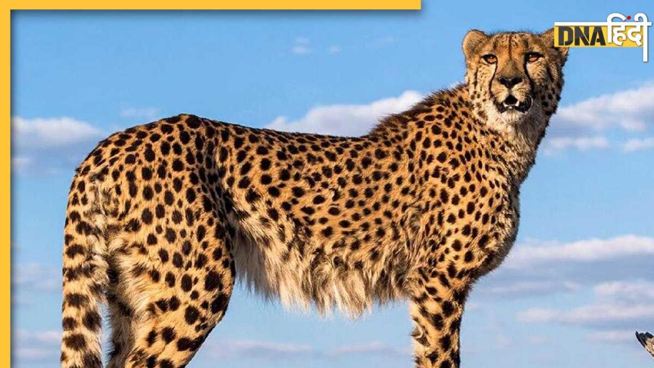 Cheetah Project को फिर लगा बड़ा झटका, शौर्य ने तोड़ा दम, अब तक 10 चीतों की मौत