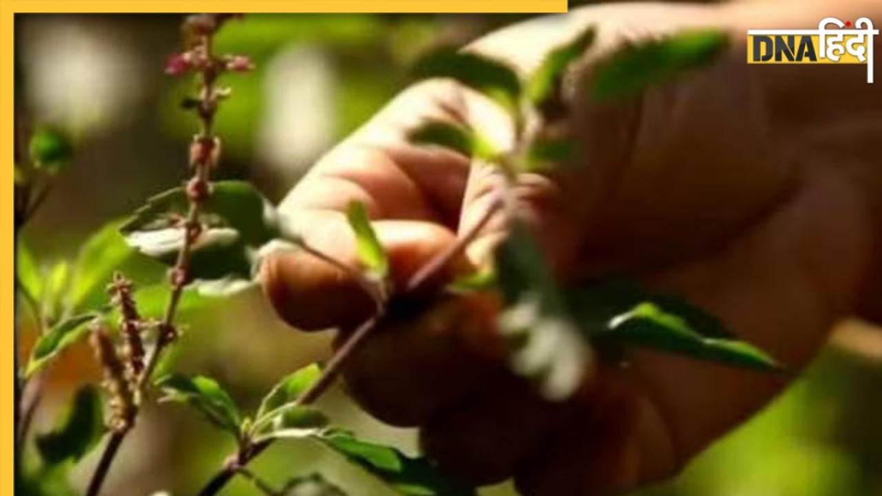Astro Tips: तुलसी के पत्ते तोड़ने के नियम जान लें, गलत समय और दिन पर न लगाएं पत्तियों को हाथ