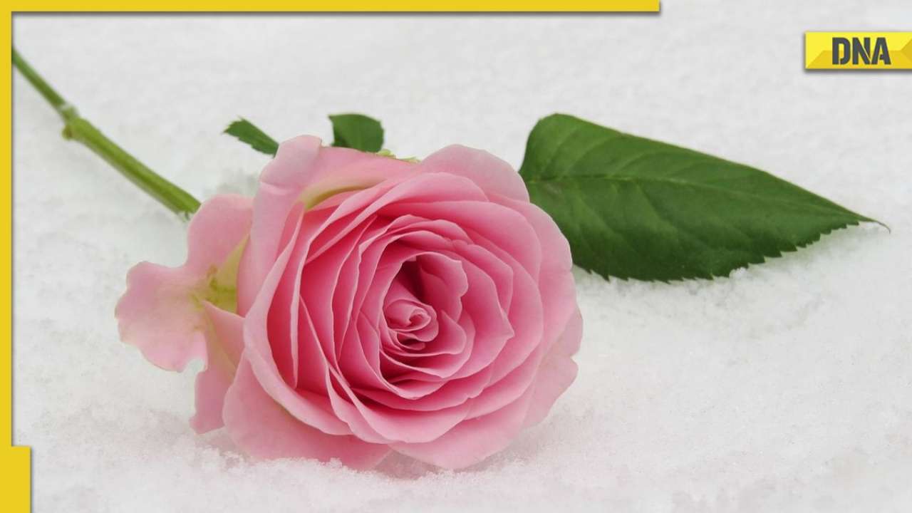 Rose Day 2023: WhatsApp messages, wishes, quotes to share on 1st ...