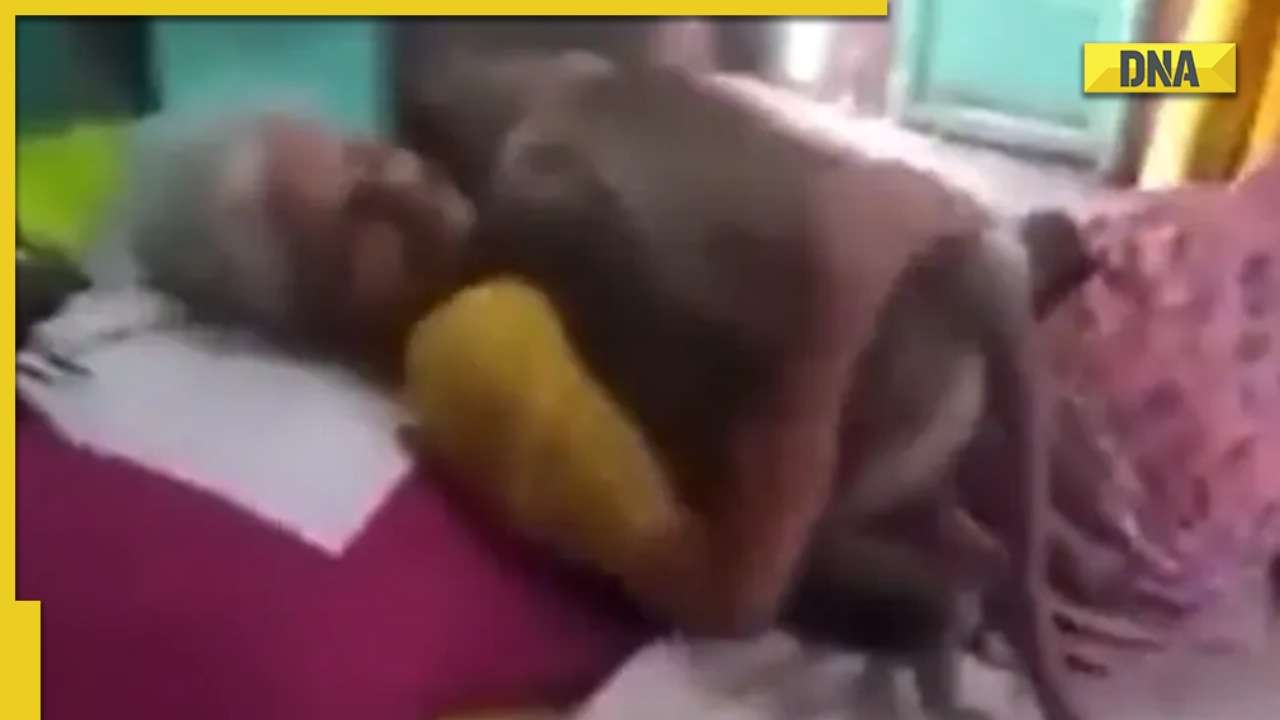 Monkey visits ill grandma who used to feed him, viral video will make you emotional