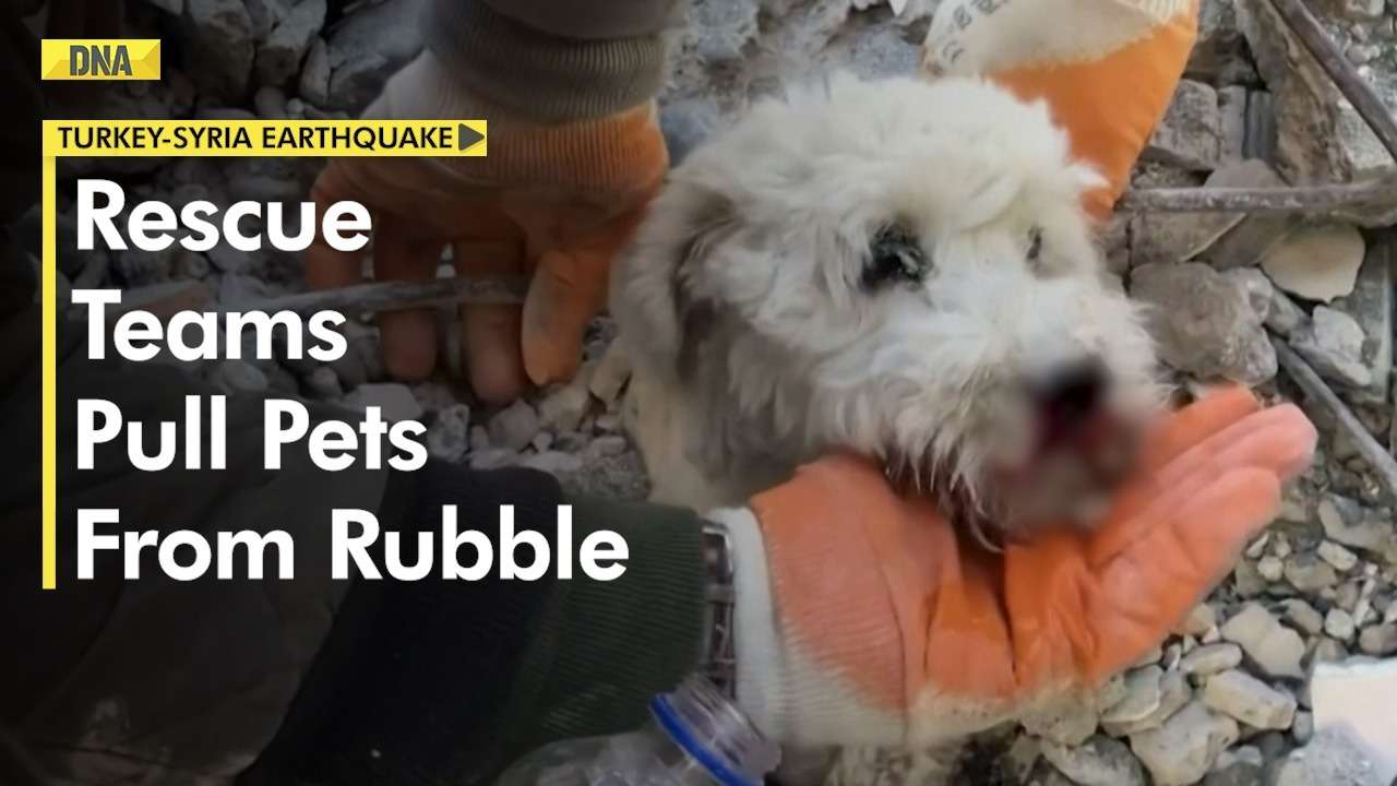 Turkey-Syria Earthquake: Pets rescued from Turkey earthquake go viral on social media