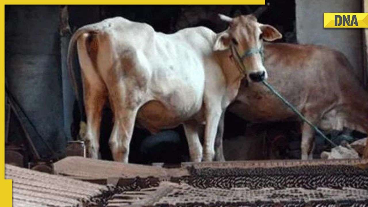 February 14 will not be 'Cow Hug Day', Animal Welfare Board withdraws appeal February 14 will not be 'Cow Hug Day', Animal Welfare Board withdraws appeal