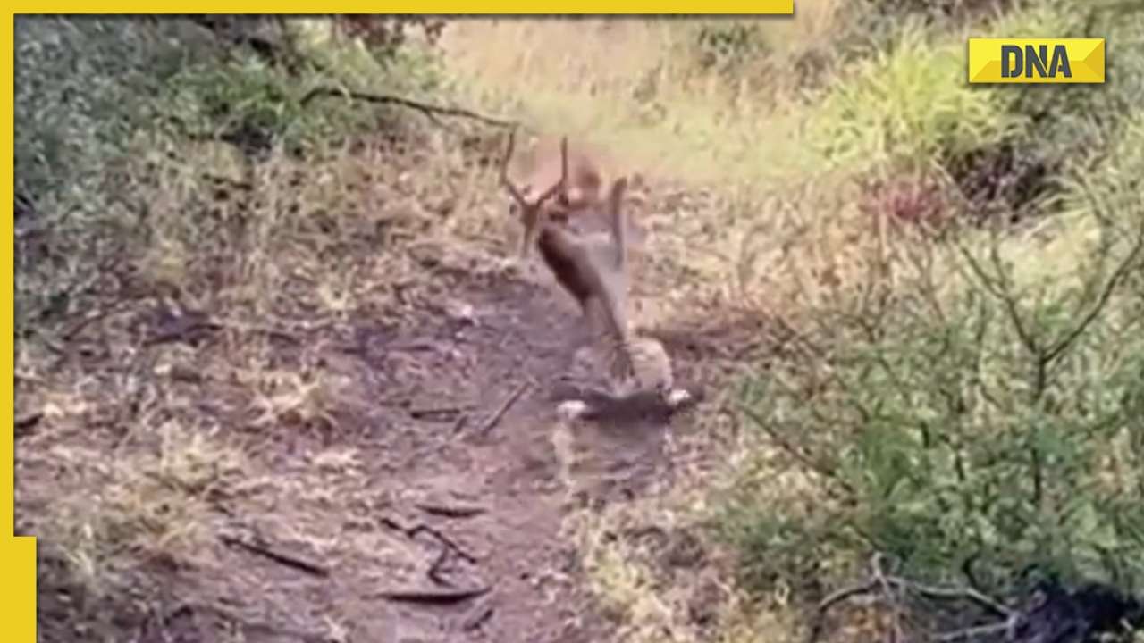 OMG': Jaw-dropping video of cheetah's agility while catching a deer goes  viral