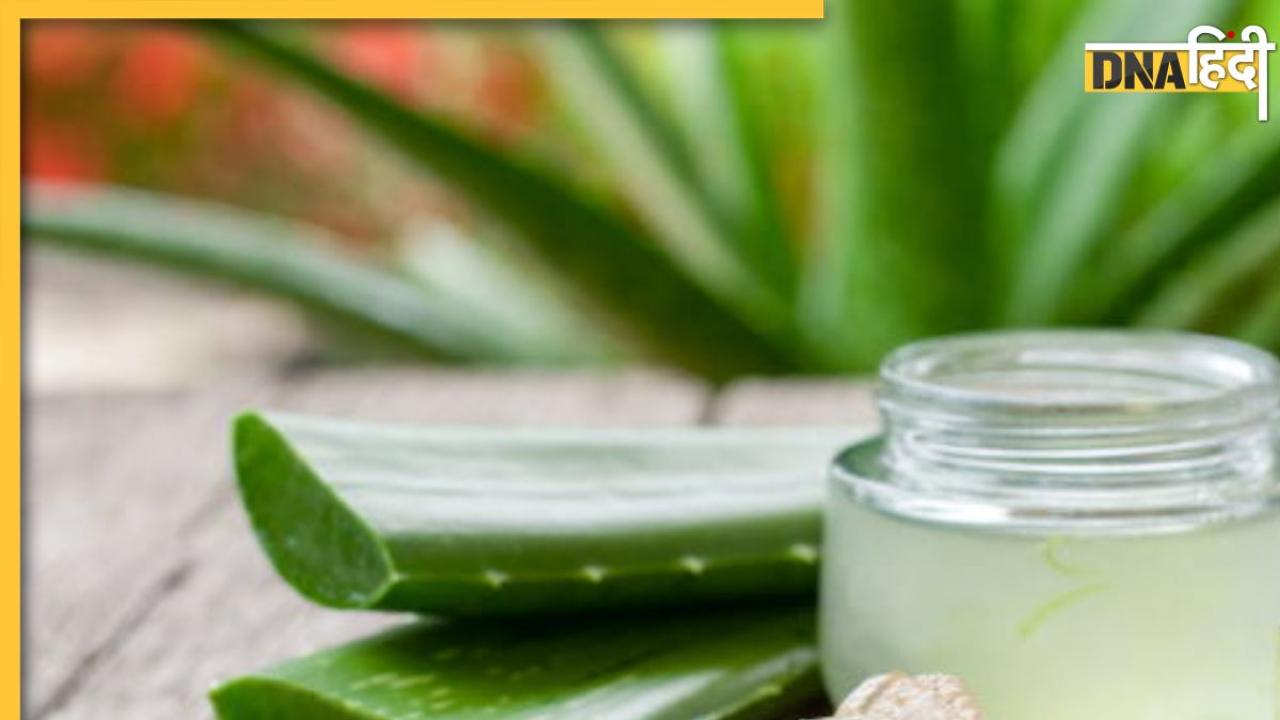 Hair Care Tips: एलोवेरा के सही इस्तेमाल से बालों की इन समस्याओं से मिल जाएगा छुटकारा, घने लंबे और मोटे हो जाएंगे बाल