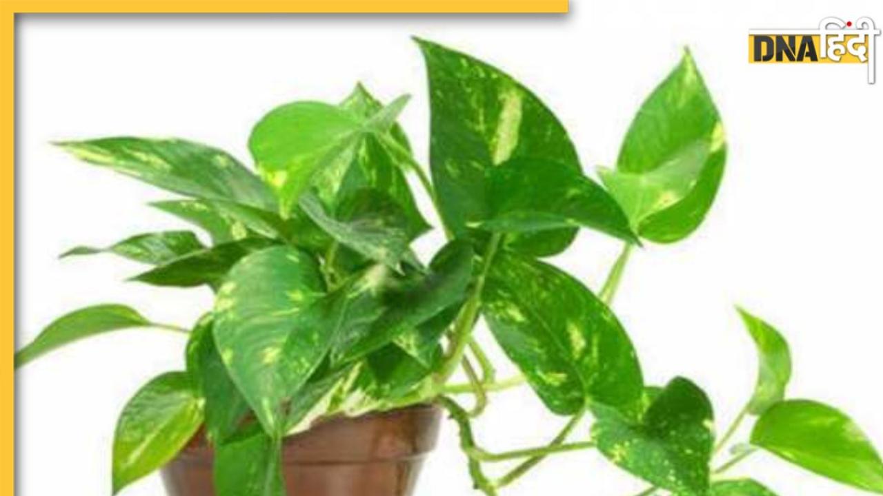 Money Plant Upay: शुक्रवार के दिन मनी प्लांट में डालें ये एक खास चीज, सुख-समृद्धि और धन से भर जाएगा घर