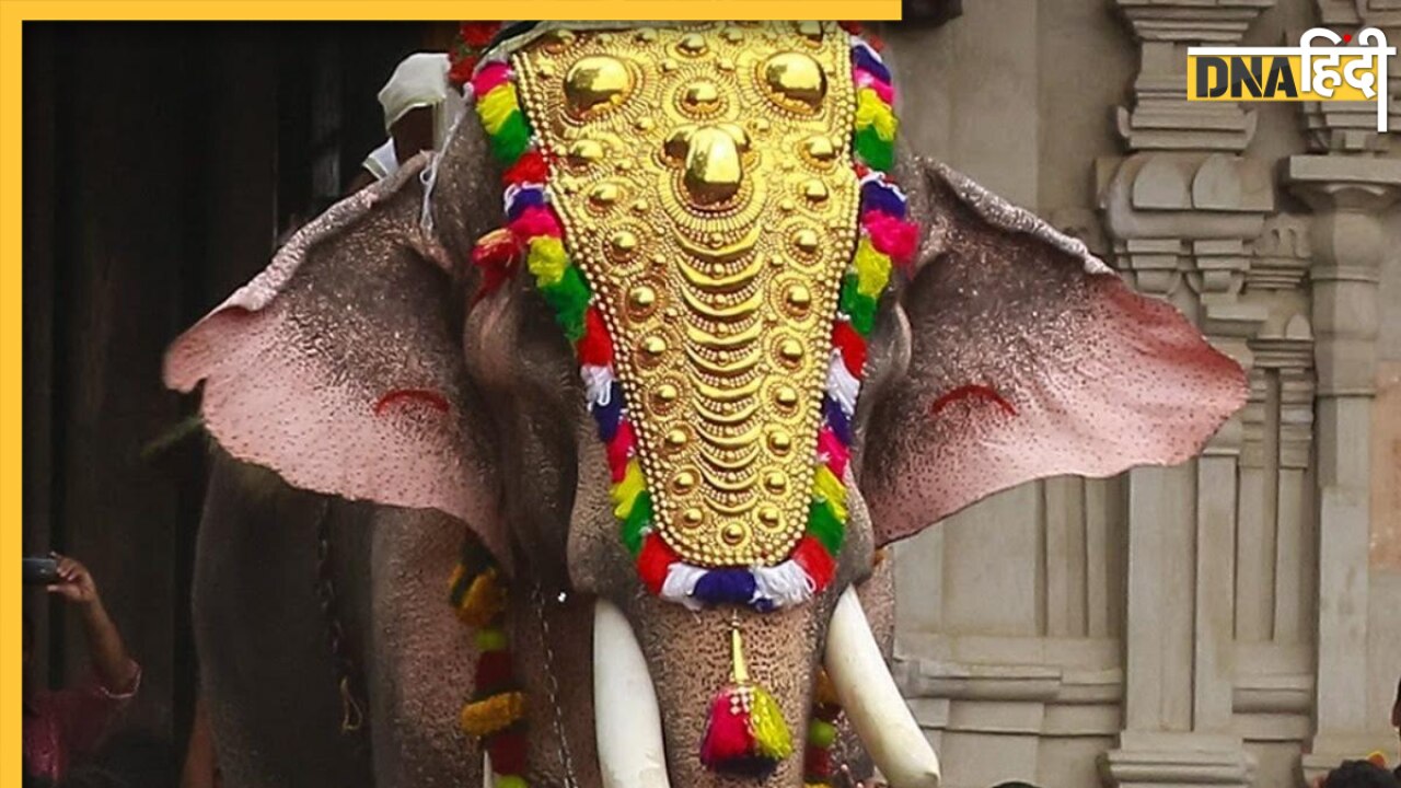 Elephant Latest News and Updates in Hindi Elephant  