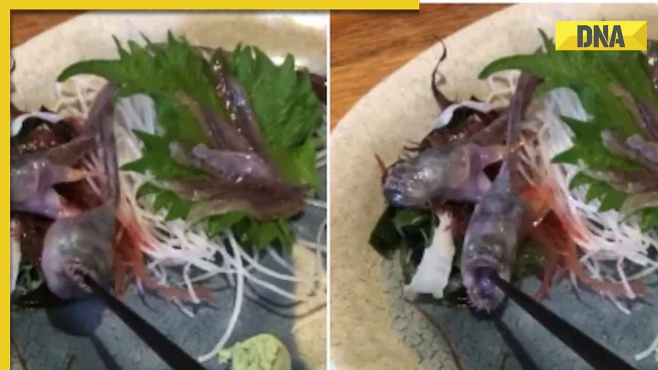 'Kuch bhi khate hai' Fish served on plate at Japanese restaurant bites
