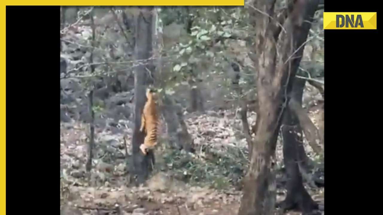 Viral video: Tiger attacks leopard but fails, netizens say 'gajab bezzati hai yaar' Viral video: Tiger attacks leopard but fails, netizens say 'gajab bezzati hai yaar'