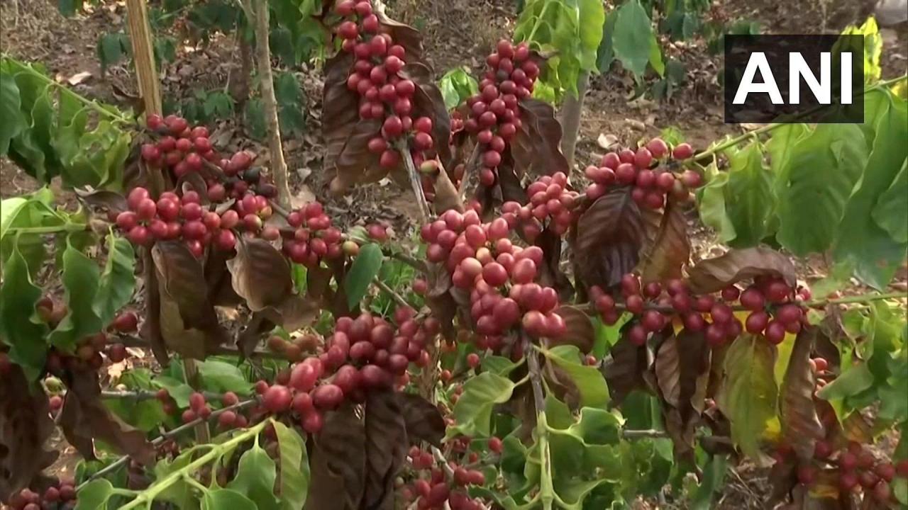 Coffee Cultivation