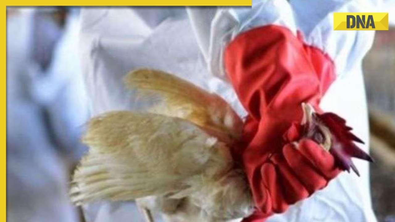 Will rampant avian flu turn out to be next pandemic after Covid-19?